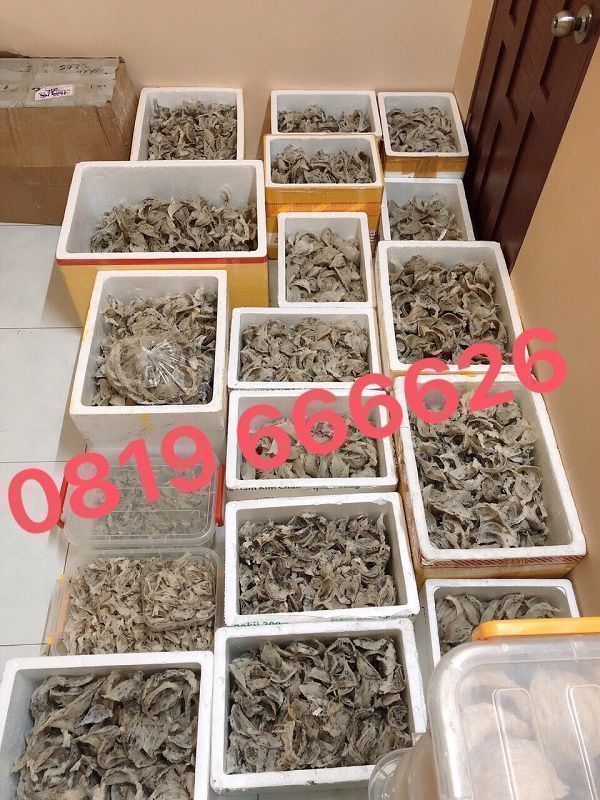 Tinh Chế Đặc Biệt Loại 2A [Hộp 50/100 Gram] [Có Quà Chưng ] Yến Sào Cô Ba - Nguyên Chất 100% Không Tẩm Đường