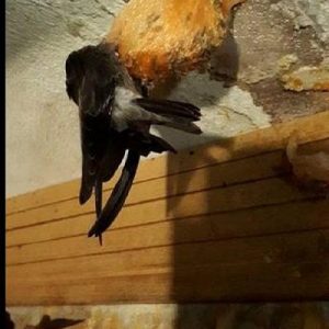 Z1968366578802 61b9b0054c76a6feab59b9deda0ddb5c