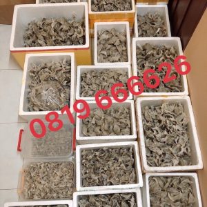 TỔ YẾN THÔ LOẠI 3 - Hộp 50 & 100 GR